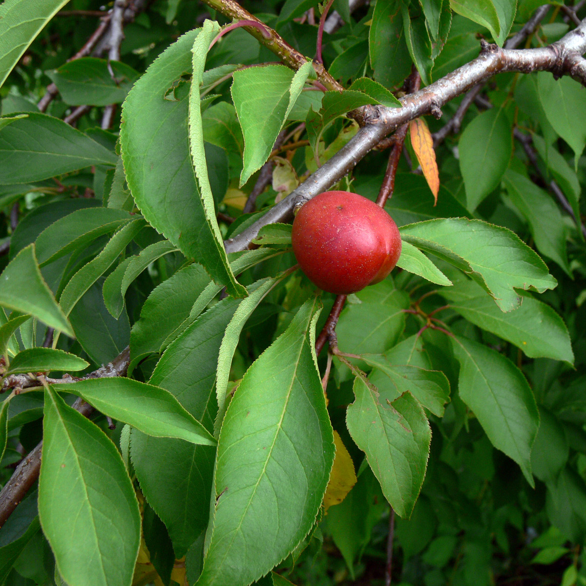 Image of Prunus domestica ssp. italica specimen.