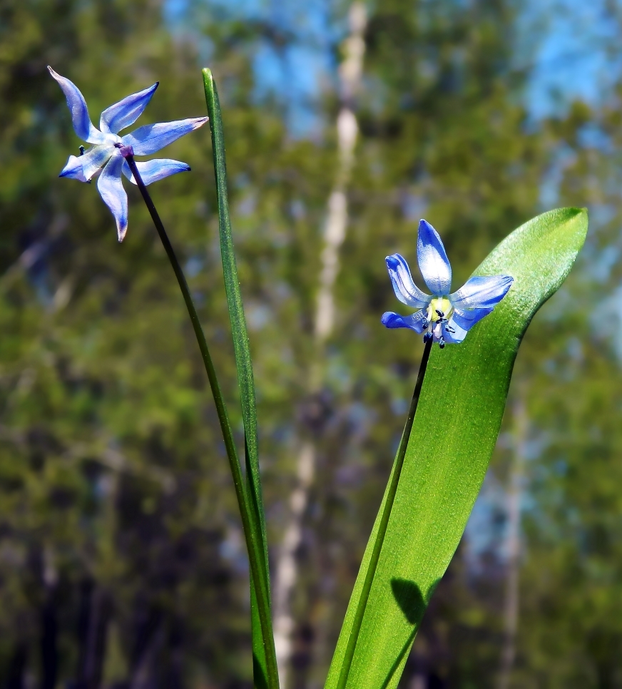 Image of Scilla siberica specimen.