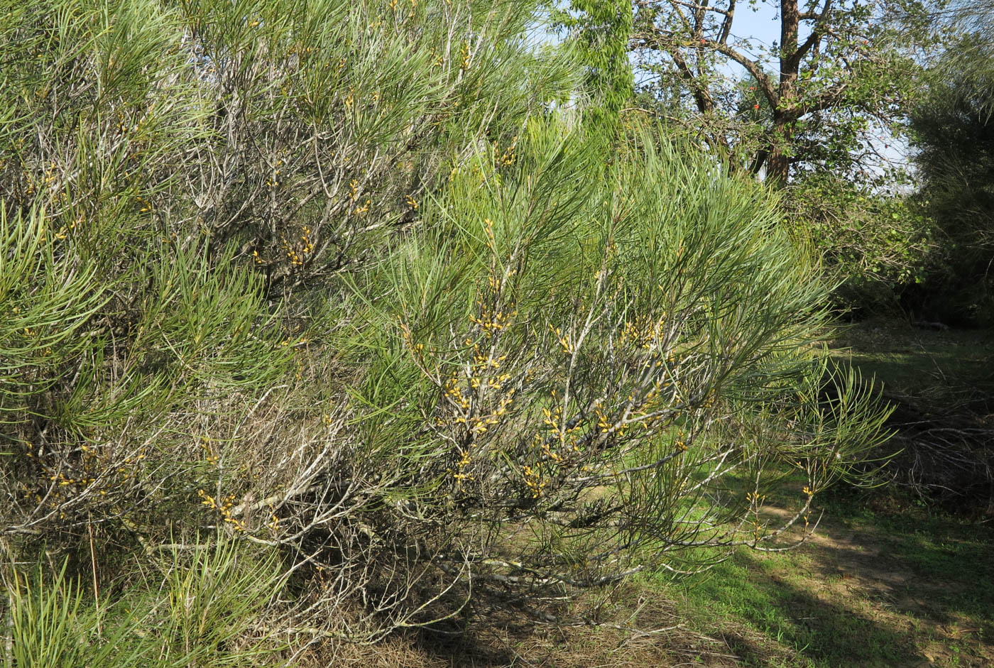 Изображение особи Hakea bucculenta.