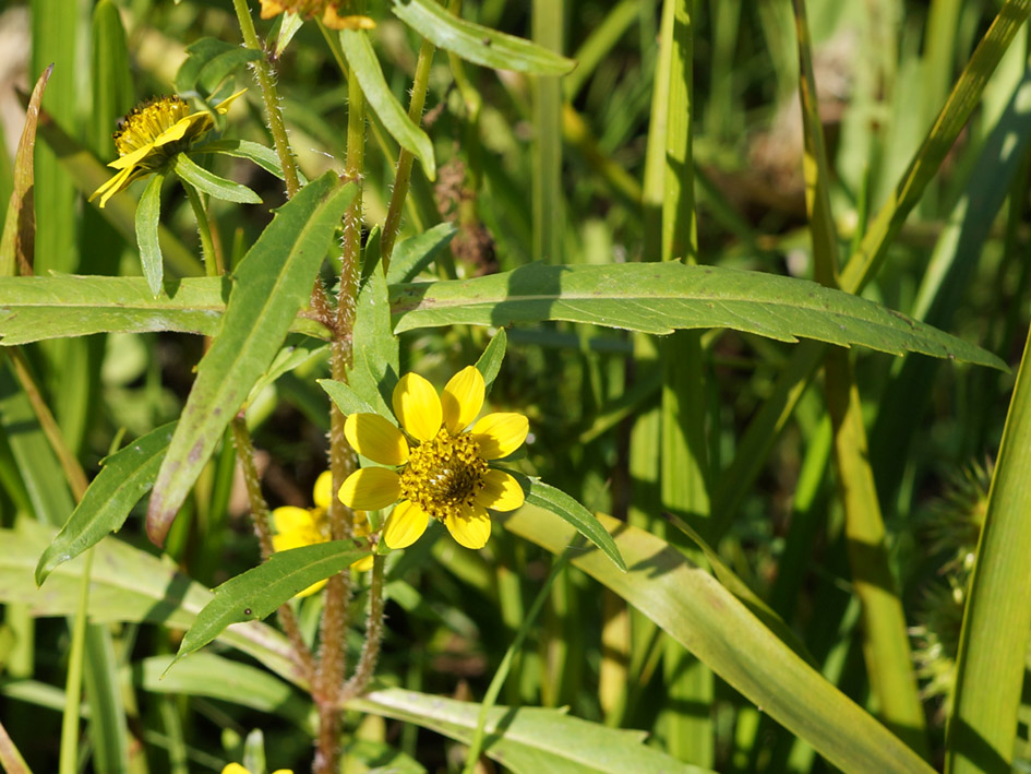 Image of Bidens cernua var. radiata specimen.