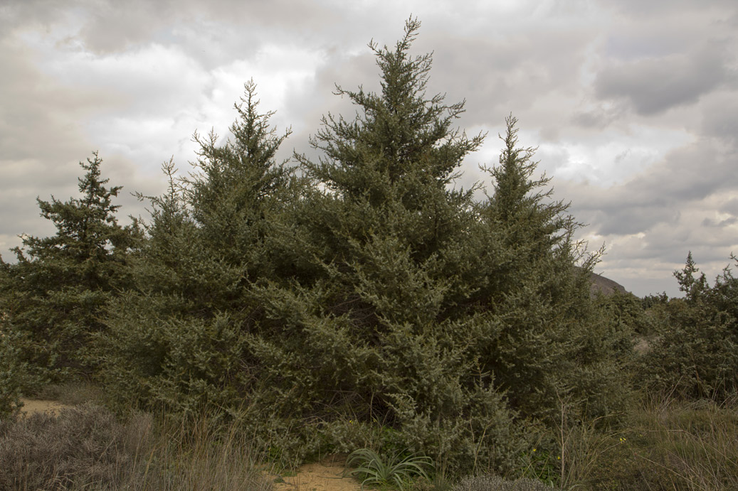 Image of Juniperus oxycedrus ssp. macrocarpa specimen.