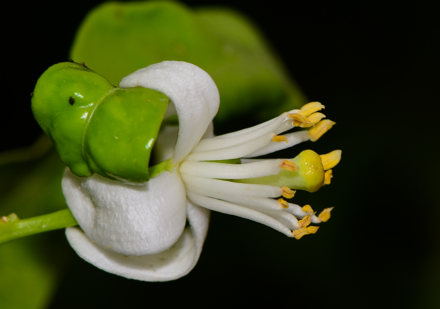 Изображение особи Citrus reticulata.