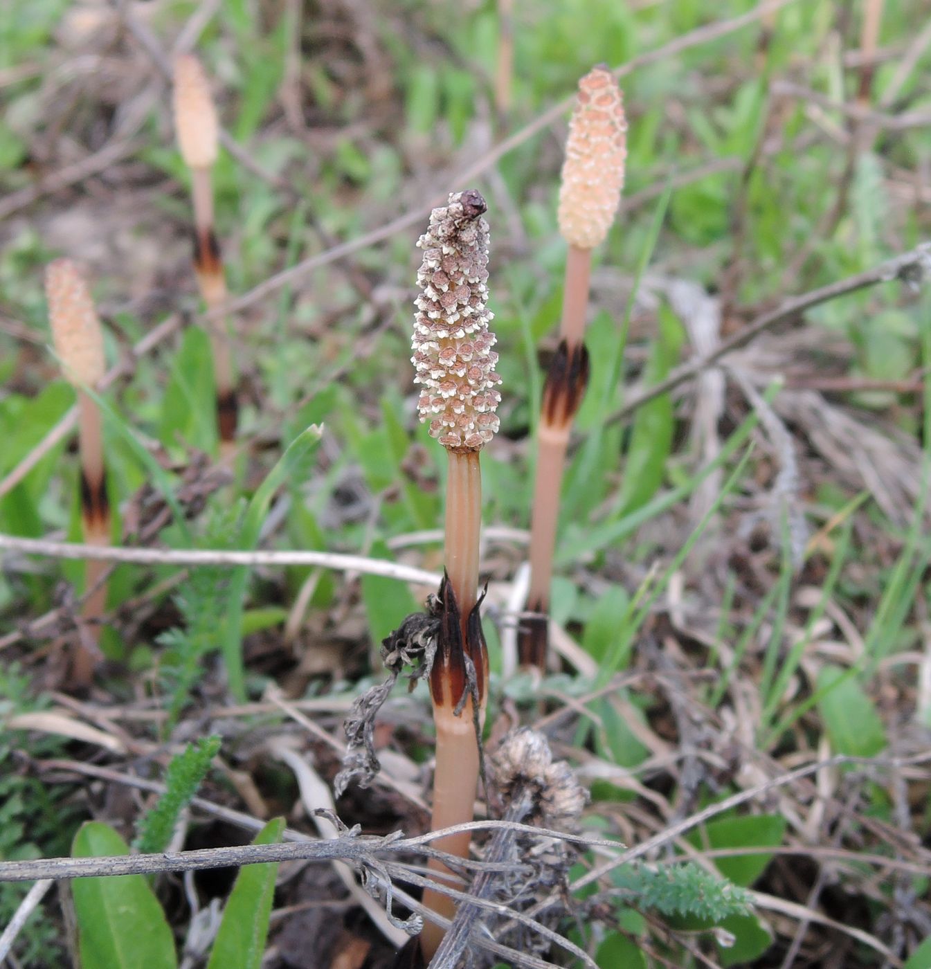 Изображение особи Equisetum arvense.