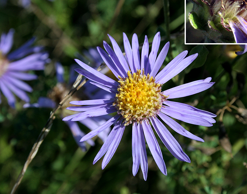 Image of Aster amellus specimen.