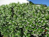 Trachelospermum jasminoides