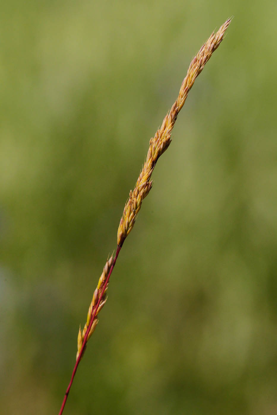 Изображение особи семейство Poaceae.