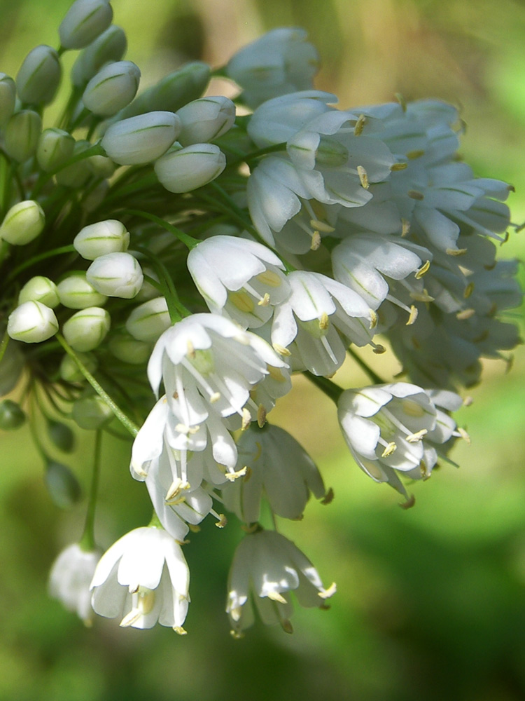 Image of Allium myrianthum specimen.