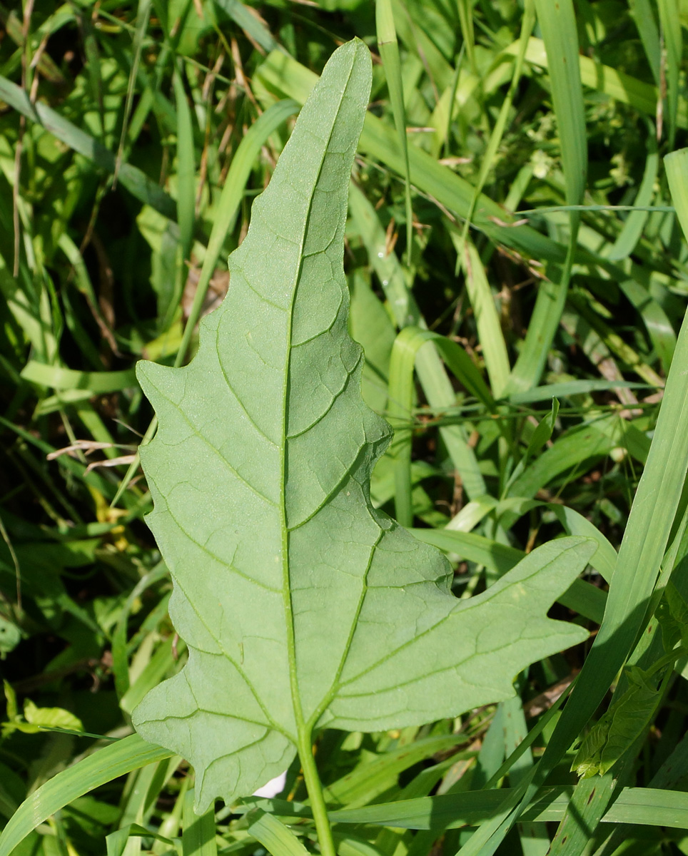 Image of Atriplex sagittata specimen.