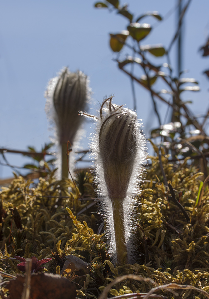 Image of Pulsatilla patens specimen.