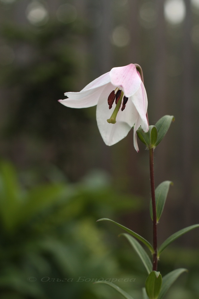 Image of Lilium mackliniae specimen.