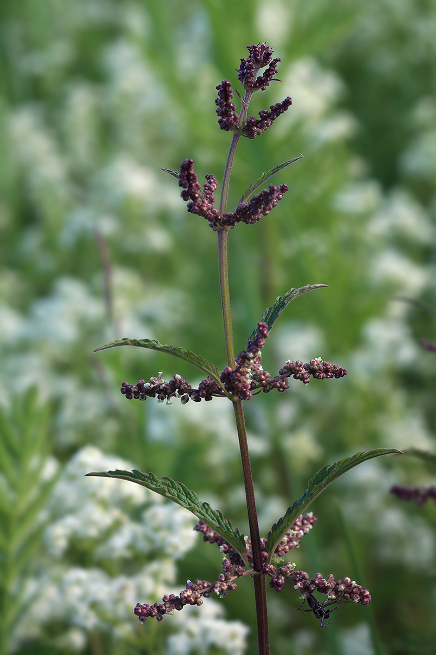 Image of Urtica angustifolia specimen.