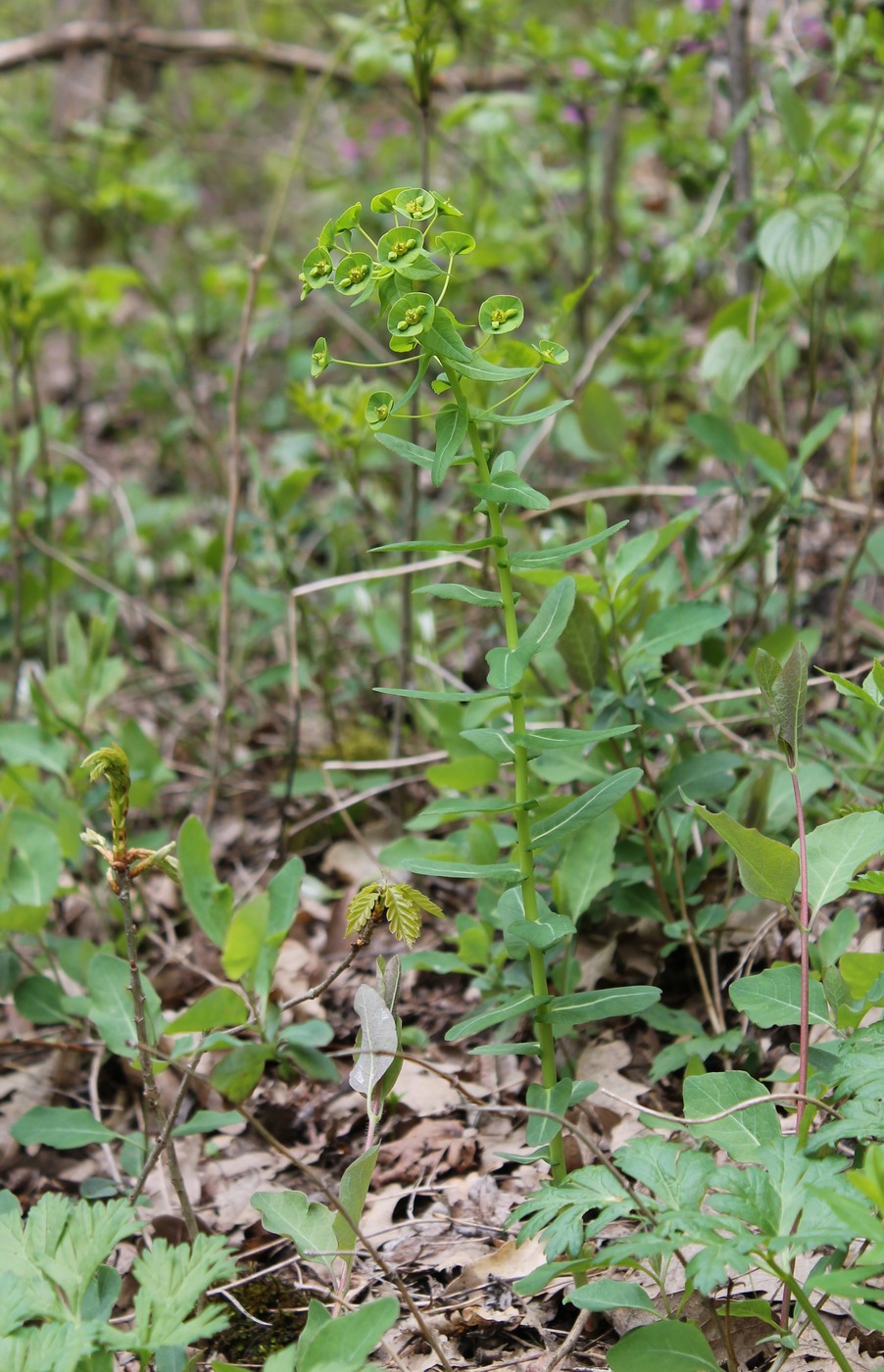 Image of Euphorbia condylocarpa specimen.