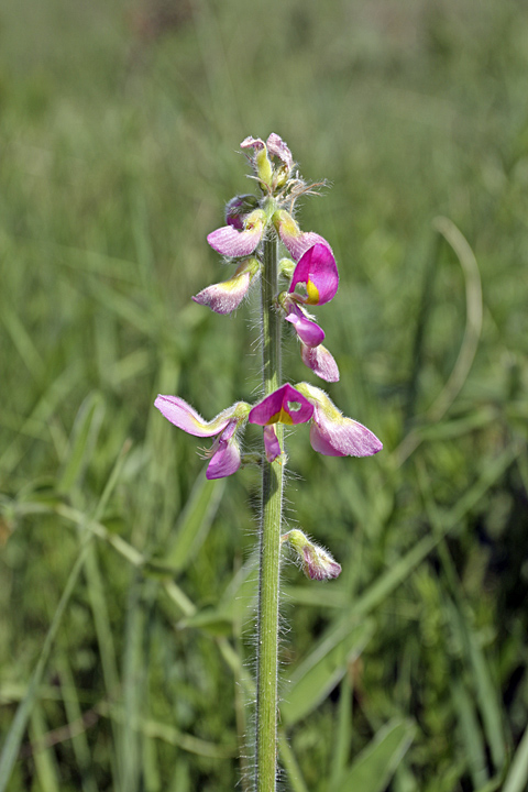 Изображение особи Onobrychis grandis.