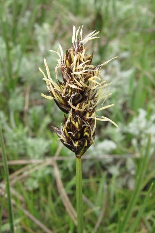 Image of Carex divisa specimen.