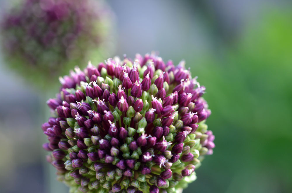 Image of genus Allium specimen.