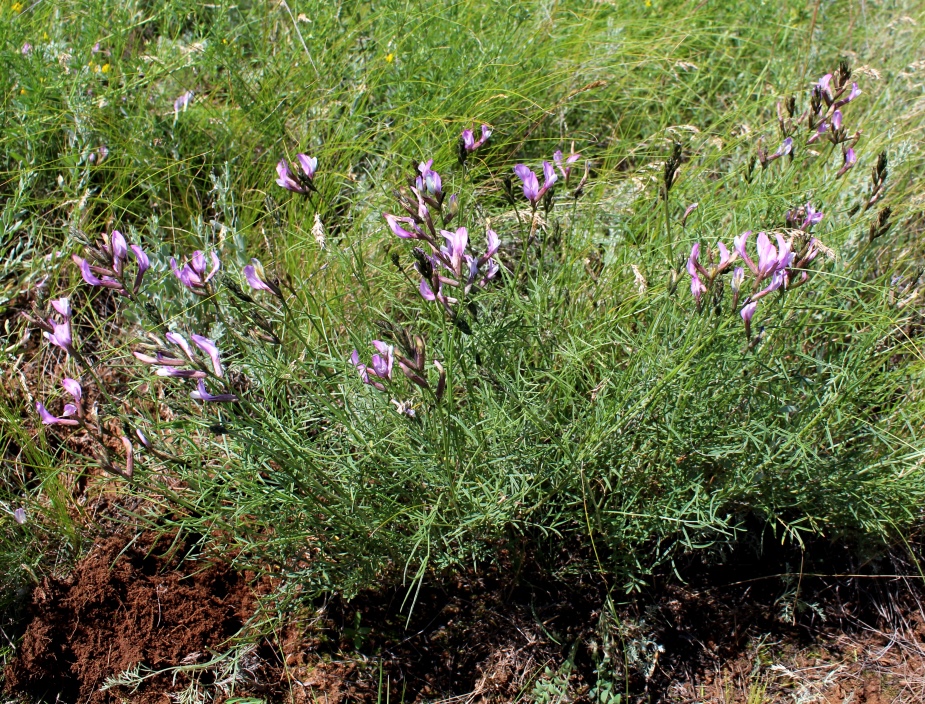 Image of Astragalus skvortsovii specimen.