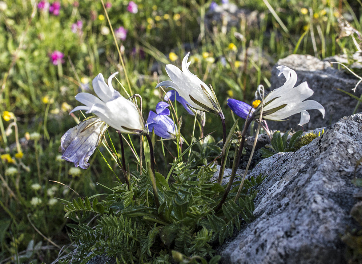 Image of Campanula ciliata specimen.