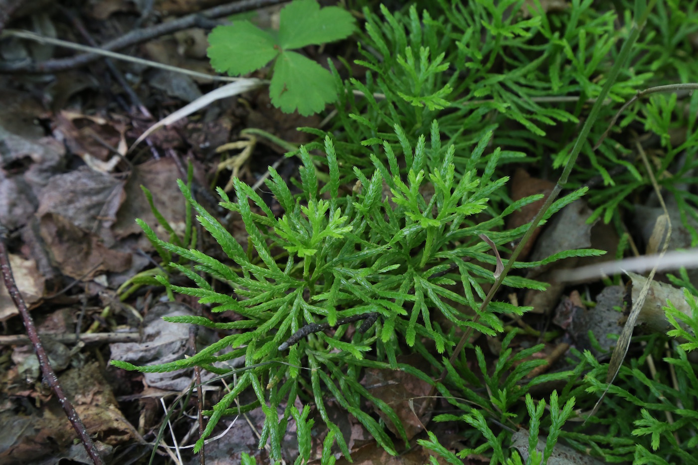 Изображение особи Diphasiastrum complanatum.