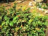 Mahonia aquifolium. Цветущее растение. Волгоград, парк санатория \"Волгоград\", в культуре. 11.05.2013.