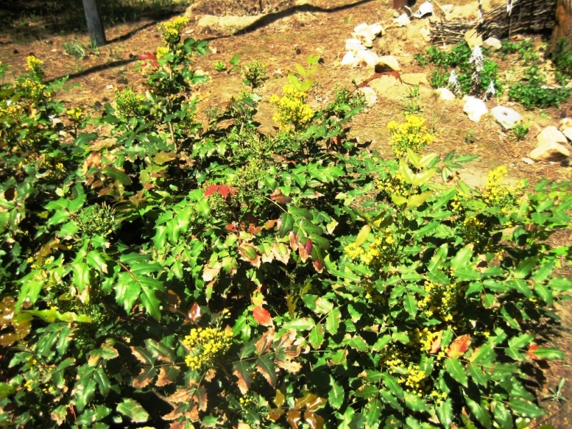 Image of Mahonia aquifolium specimen.