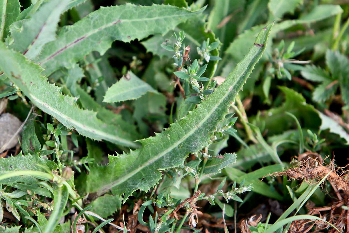 Image of Sonchus arvensis ssp. uliginosus specimen.