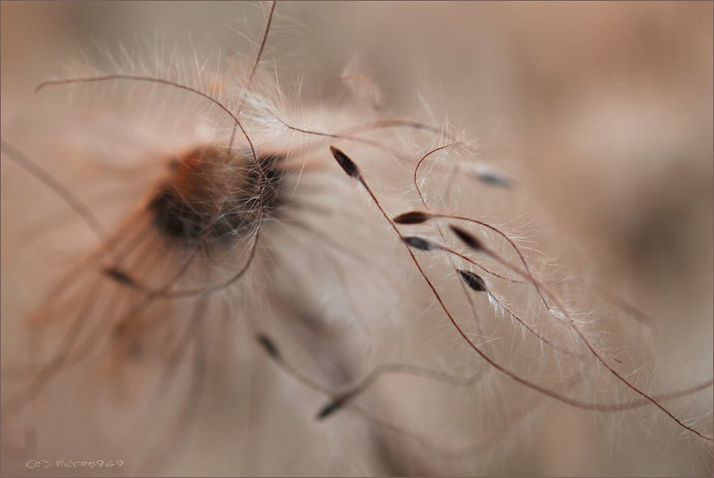 Image of Pulsatilla dahurica specimen.