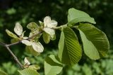 Ulmus glabra