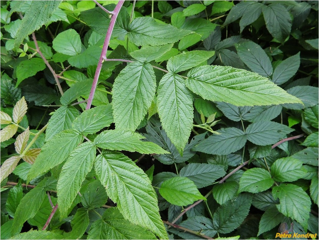 Изображение особи Rubus idaeus.