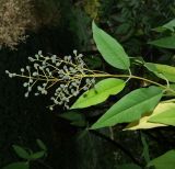genus Ligustrum