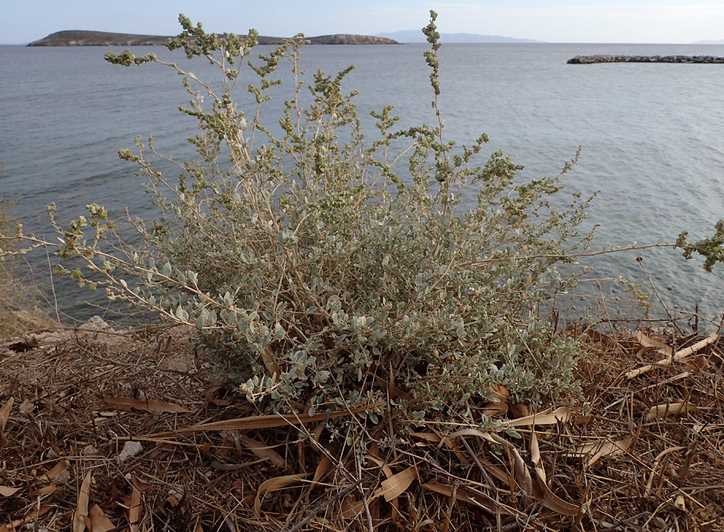 Image of Atriplex halimus specimen.