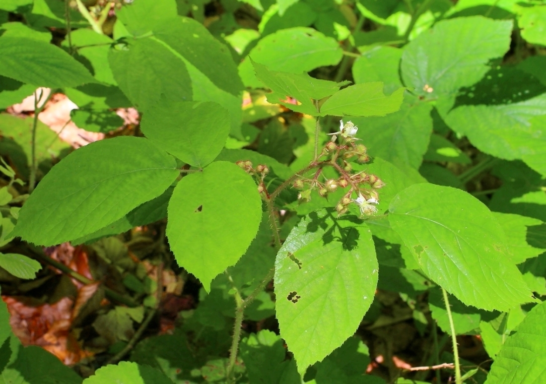 Image of Rubus hirtus specimen.