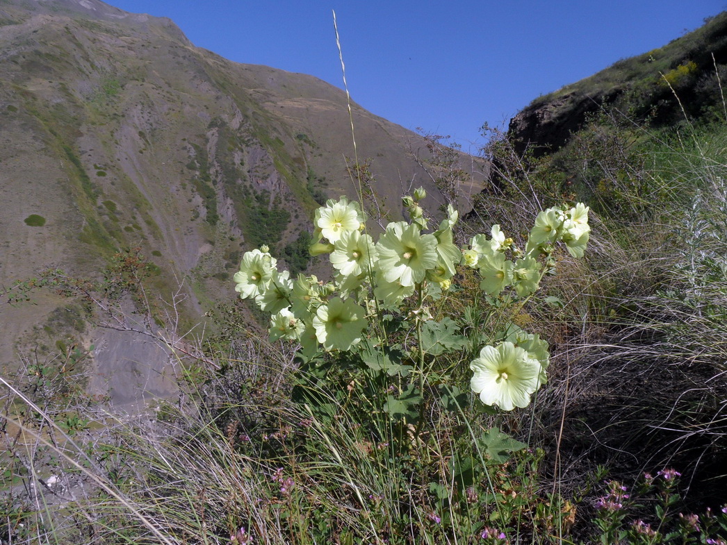 Image of Alcea rugosa specimen.