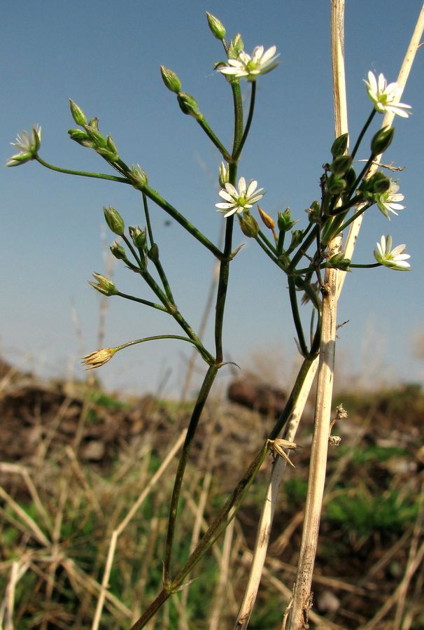 Image of Stellaria fennica specimen.