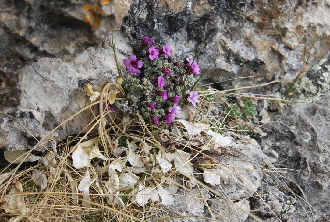 Image of Saxifraga columnaris specimen.