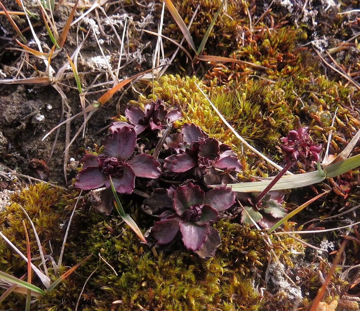 Image of Micranthes nivalis specimen.