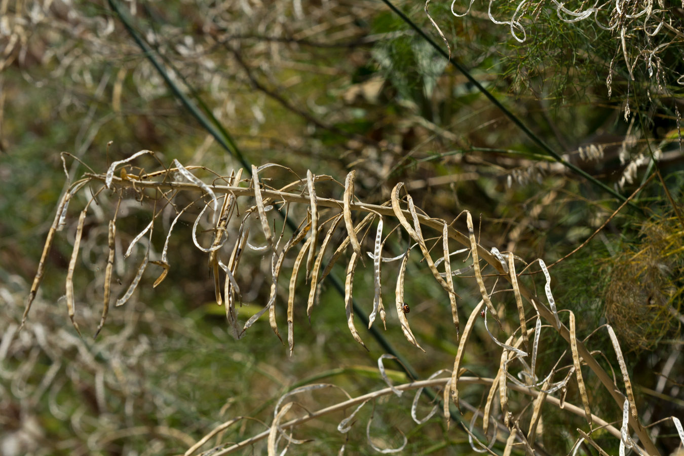 Image of Brassica cretica specimen.