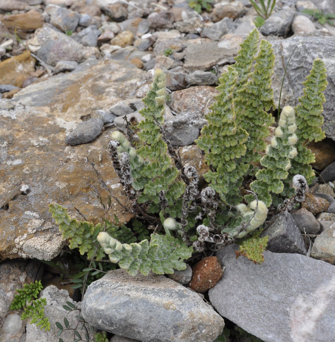 Image of Cosentinia vellea specimen.