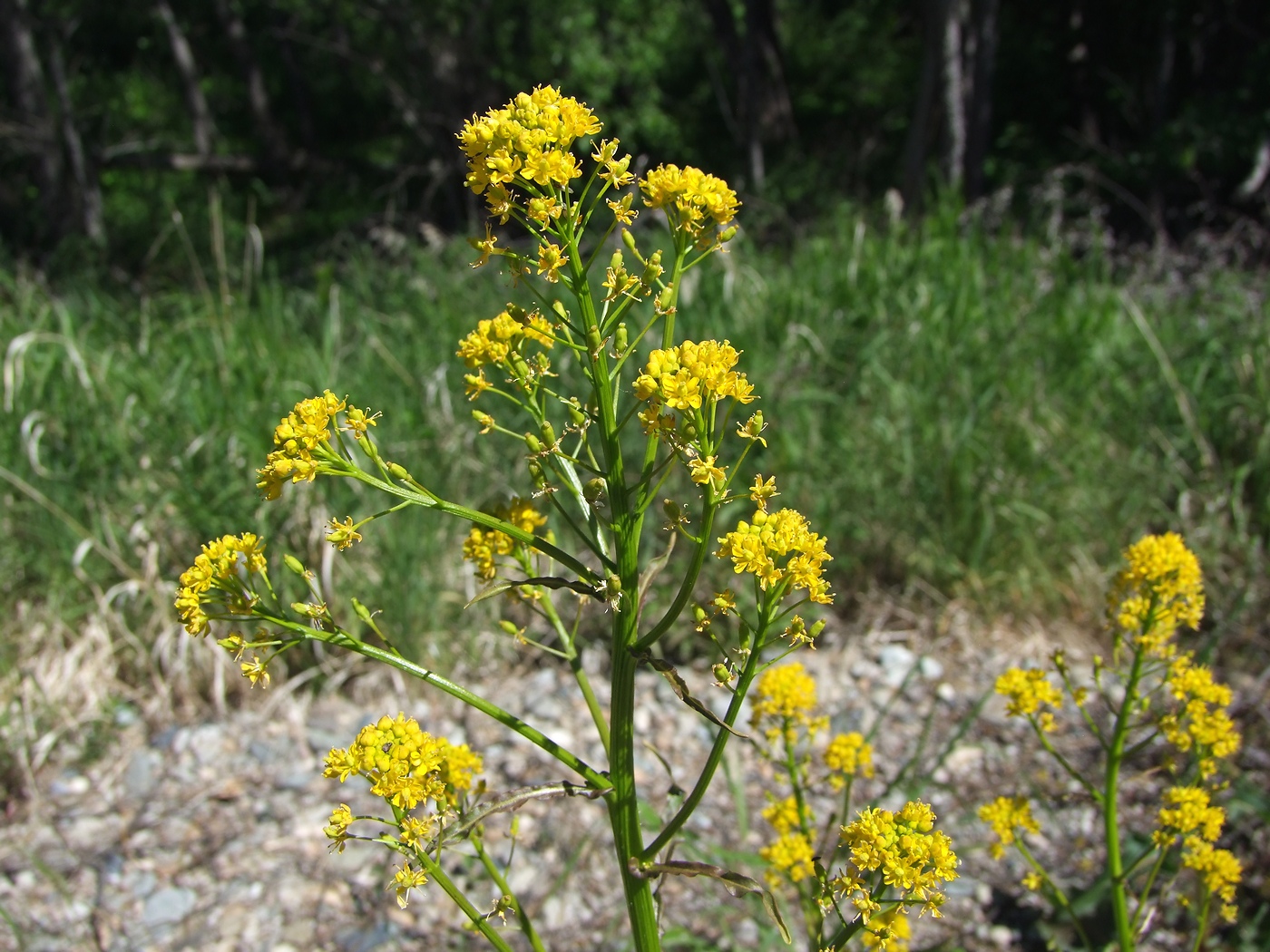 Image of Rorippa barbareifolia specimen.