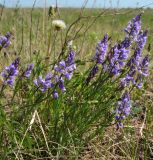 Polygala wolfgangiana