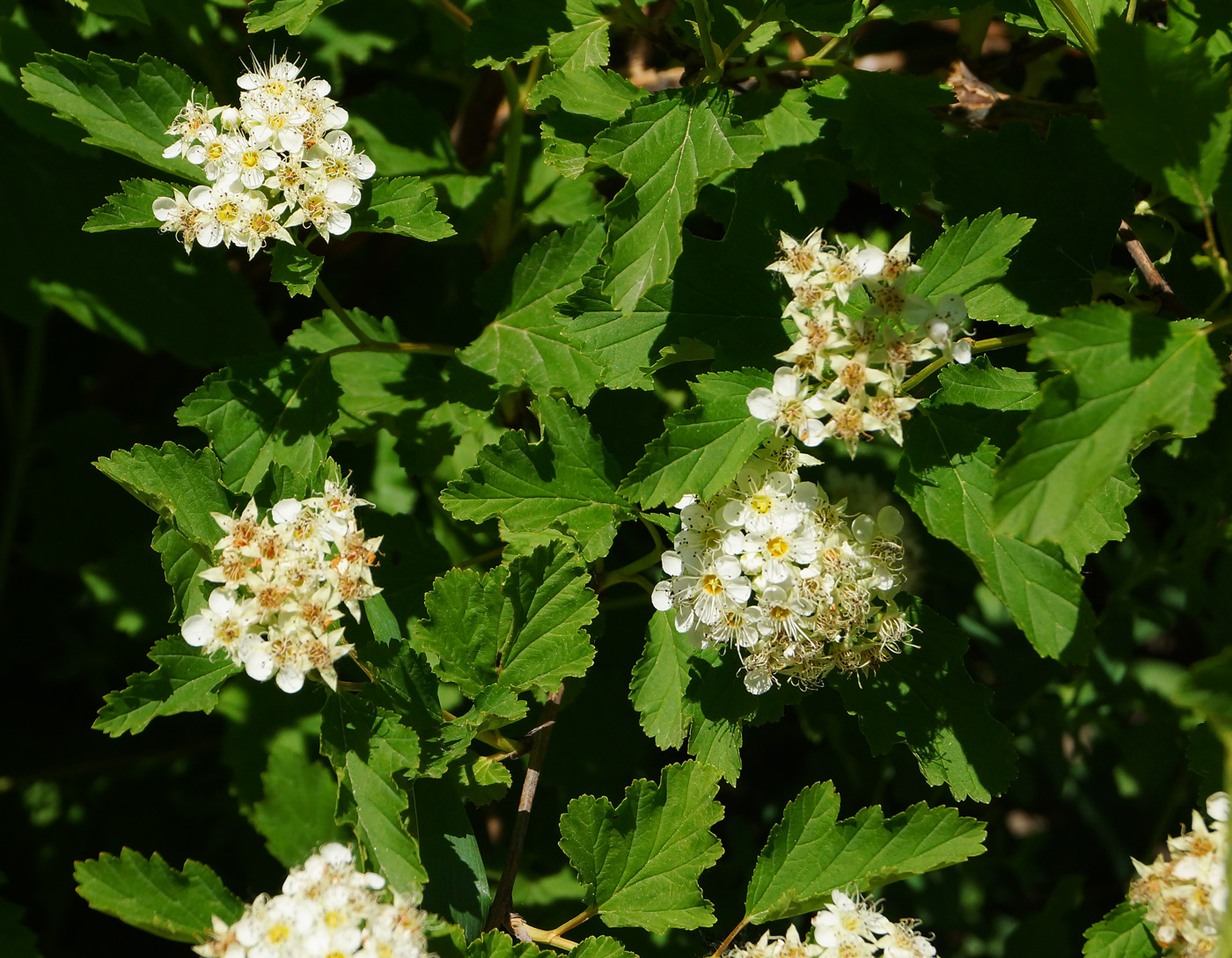 Image of Physocarpus opulifolius specimen.