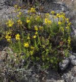 Hypericum empetrifolium