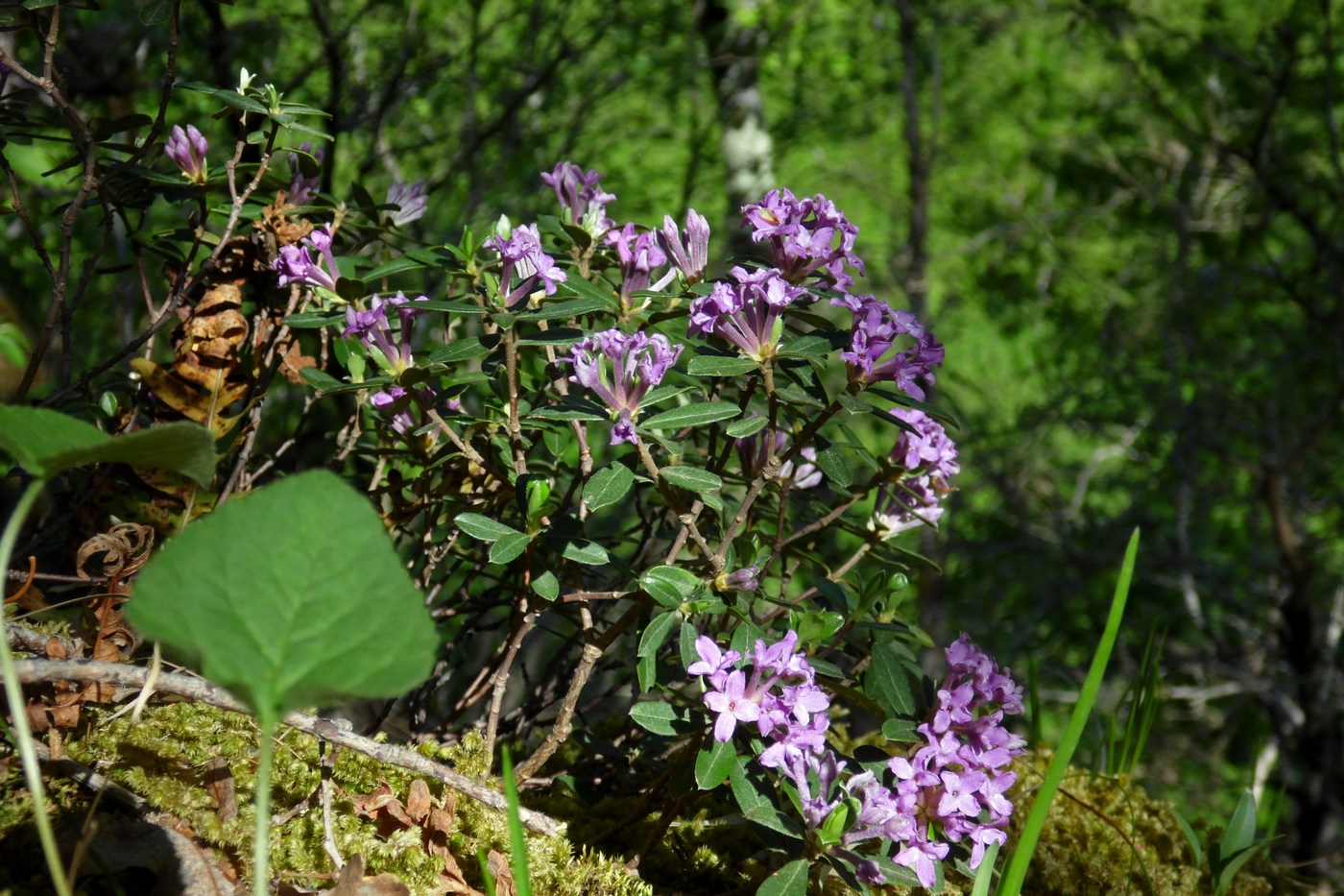 Image of Daphne pseudosericea specimen.