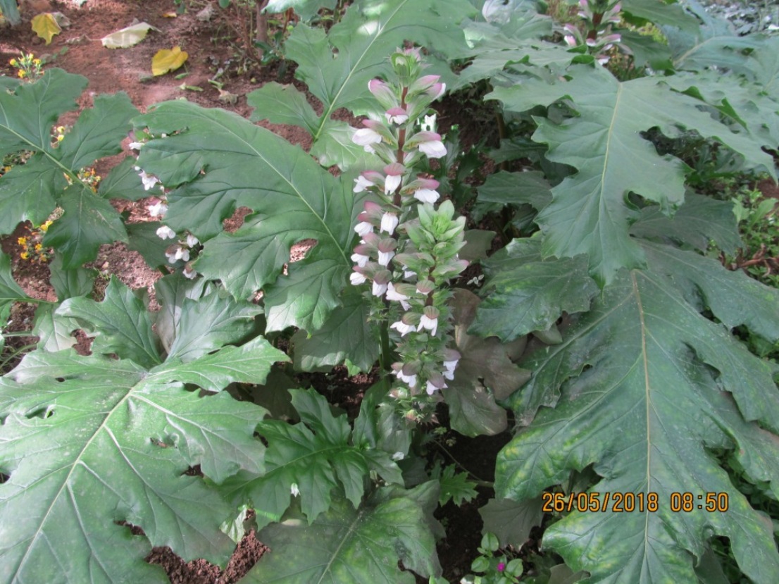 Image of Acanthus mollis specimen.