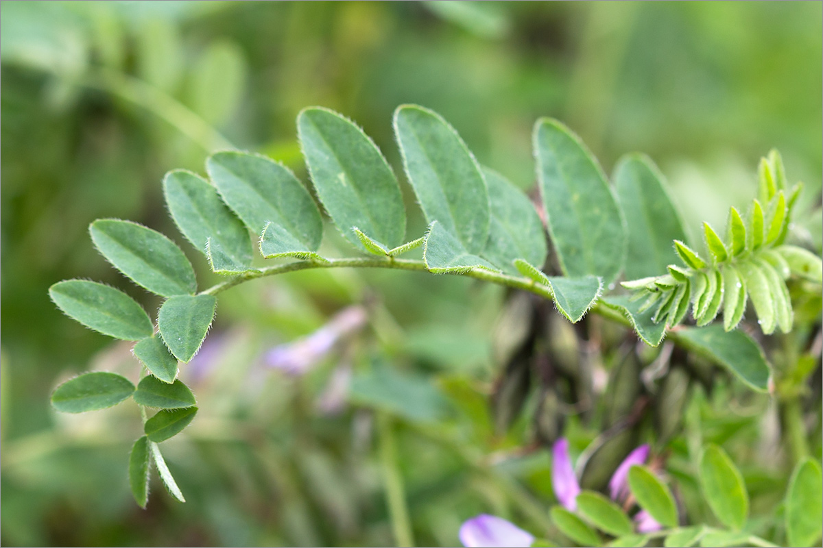 Image of Astragalus subpolaris specimen.