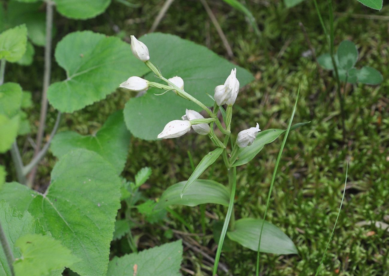 Image of Cephalanthera damasonium specimen.