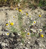 Anthemis altissima