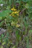 Смотреть изображение Senecio erucifolius