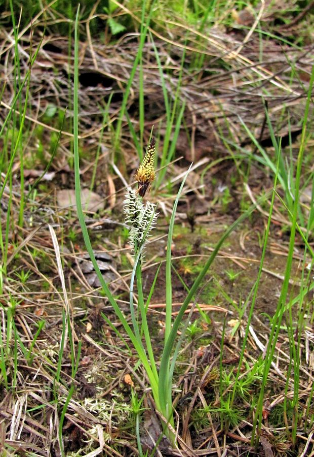 Изображение особи Carex nigra.