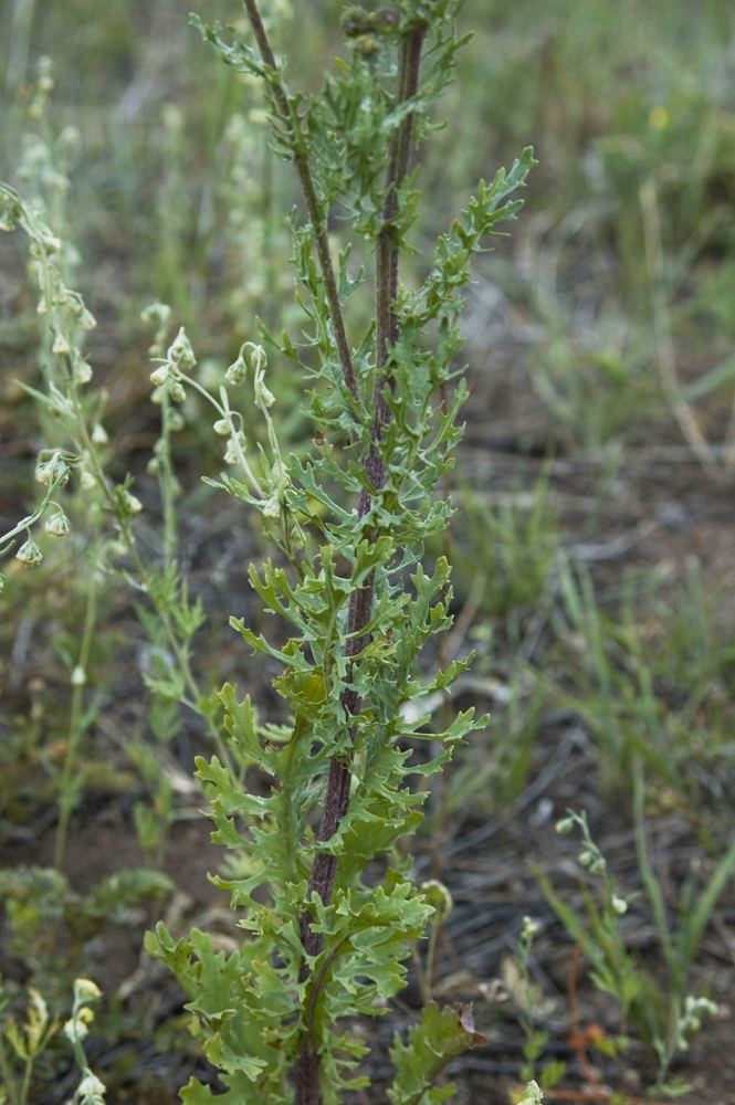 Image of Senecio jacobaea specimen.