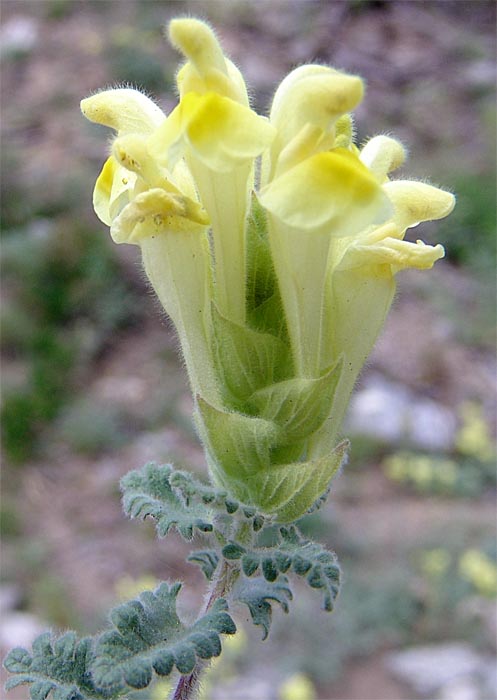 Изображение особи Scutellaria paradoxa.